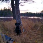 Scout hunting 2022