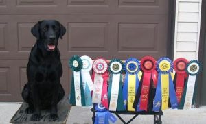 Semi Ribbons 2008-09-07