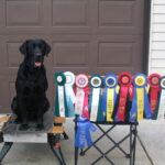 Semi and ribbons 2008